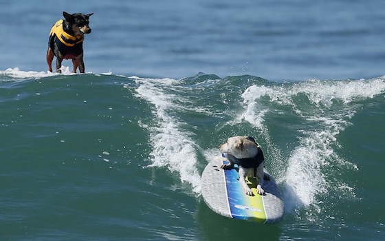 Top 5 Surfing Animals